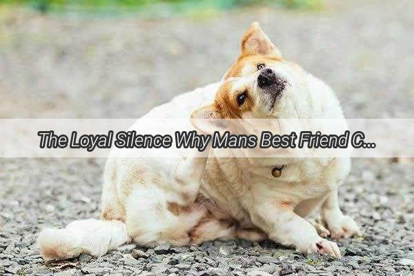 The Loyal Silence Why Mans Best Friend Cant Speak Our Language